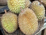 medium_durian.jpg